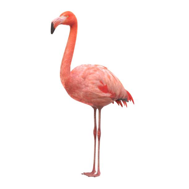 realistic 3d render of american flamingo