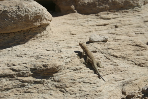 Background, colorful lizard and stone in nature, mountain and wildlife ecology, conservation or ecosystem. Southern rock agama reptile, animal and small creature of blue scales in outdoor environment