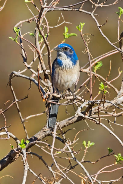 istock Bird California scrub jay at park tree perch 891452404