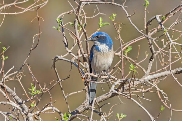 istock Bird California scrub jay at park tree perch 891452582