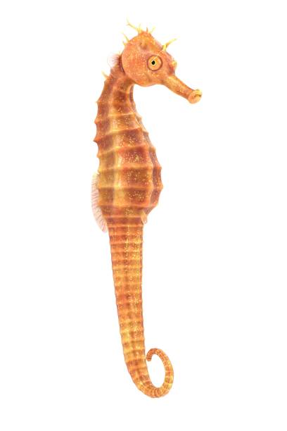 istock Realistic 3D Render of Seahorse 891452758