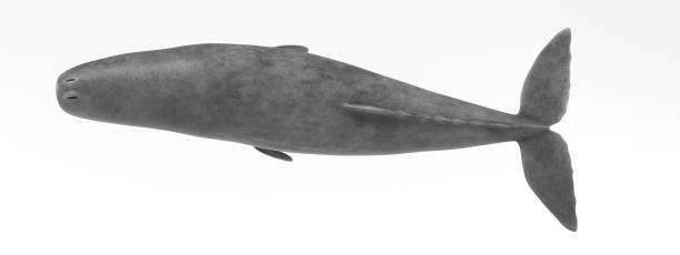 istock Realistic 3D Render of Sperm Whale 891452852