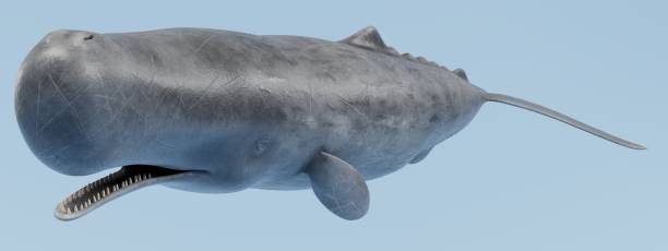 istock Realistic 3D Render of Sperm Whale 891452858