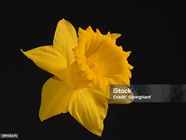 Narcissus Nahaufnahme Stockfoto und mehr Bilder von Blume - Blume, Blüte, Botanik