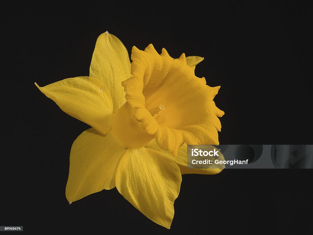 Narciso primo piano - Foto stock royalty-free di Bellezza naturale