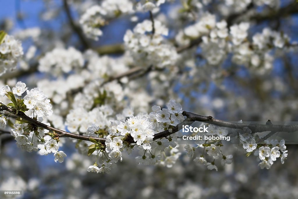 Fleurs blanches - Photo de Blanc libre de droits