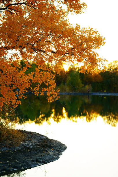 las populus diversifolia w sezonie jesiennym - gold yellow aspen tree autumn zdjęcia i obrazy z banku zdjęć