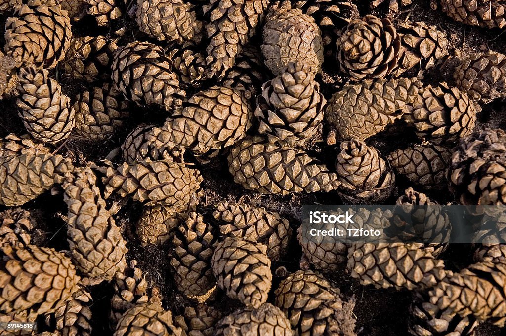 Conos de fondo - Foto de stock de Abeto Picea libre de derechos