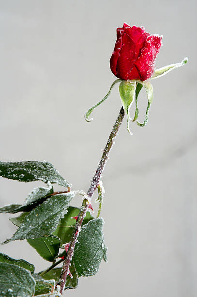 Whim of the nature  frozen rose stock pictures, royalty-free photos & images