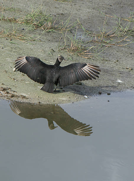 istock Vulture on the shores 89145991