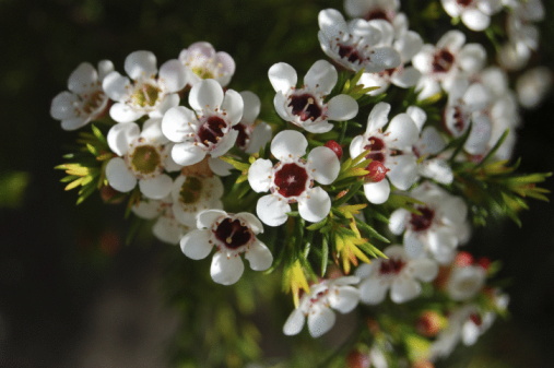 Close UP Marjoram Flowerv(Origanum Vulgare)