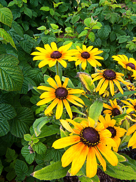 black-eyed susan - daisy susan eyed black zdjęcia i obrazy z banku zdjęć