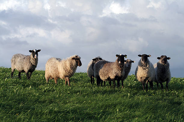 Sheeps - foto de acervo