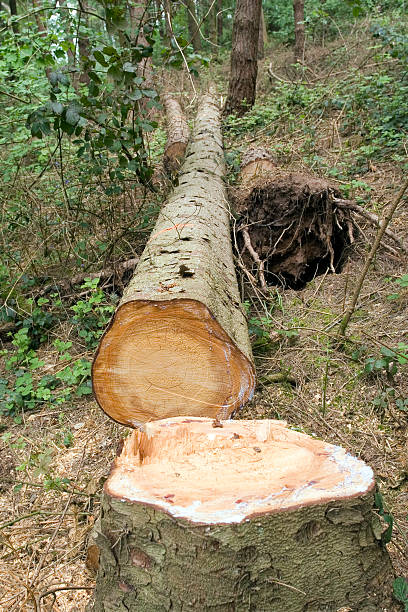 Dendrochronology stock photo