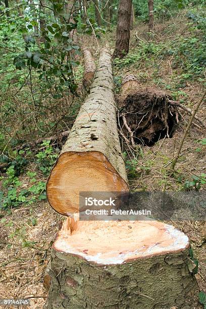 Dendrochronology Stock Photo - Download Image Now - Falling, Tree, Aging Process