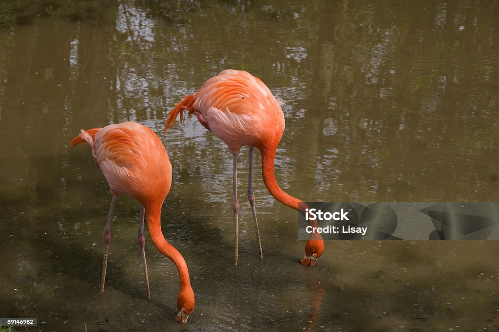 Два фламинго - Стоковые фото Американский Flamingo роялти-фри