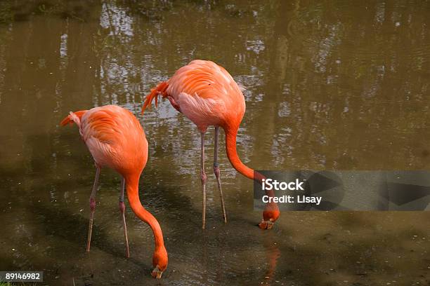 Два Фламинго — стоковые фотографии и другие картинки Американский Flamingo - Американский Flamingo, Без людей, Вода