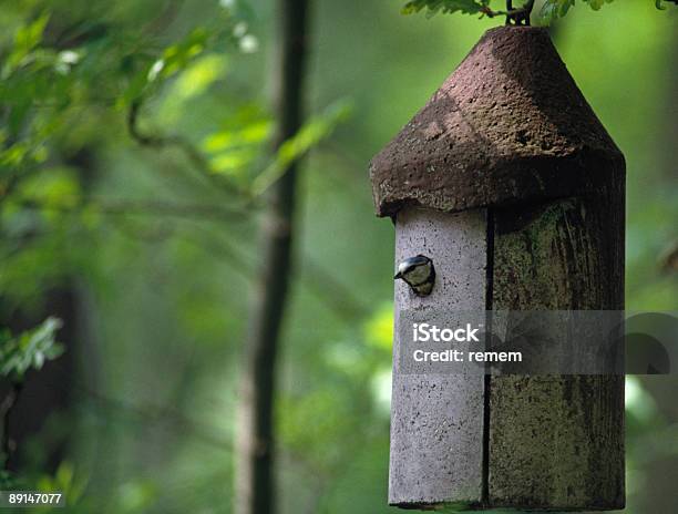 Foto de Casa De Pássaro e mais fotos de stock de Animal - Animal, Apartamento de Cobertura, Assistindo