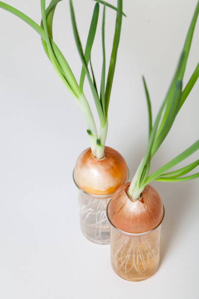 istock Two onions with green stems growing in transparent flasks 891473712