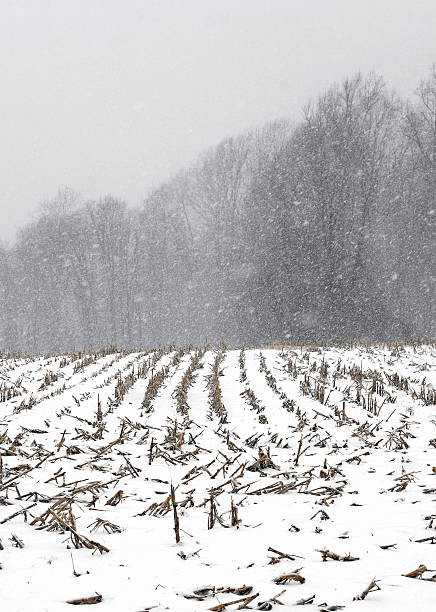 cornfield dans une tempête de neige - Photo
