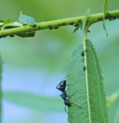 Black ant and aphid farm on willow tree by pond.