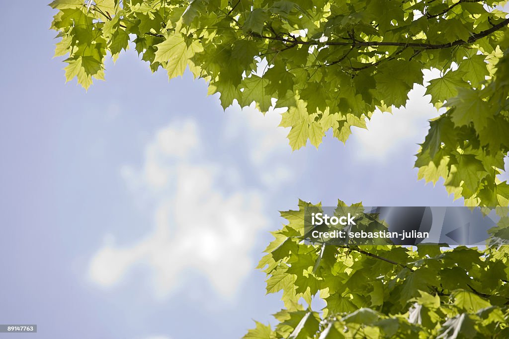 meaple folhas frescas e céu XL - Foto de stock de Acer Negundo royalty-free
