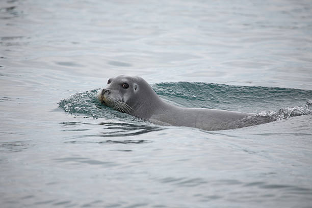 Bearded Seal In The Arctic stock photo