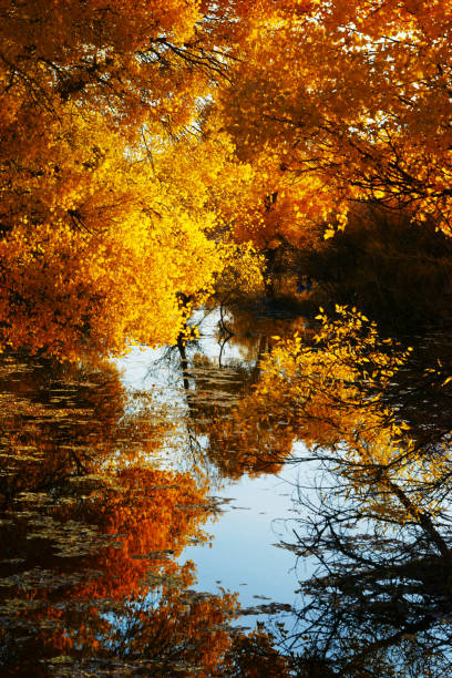 Populus diversifolia forest in autumn season