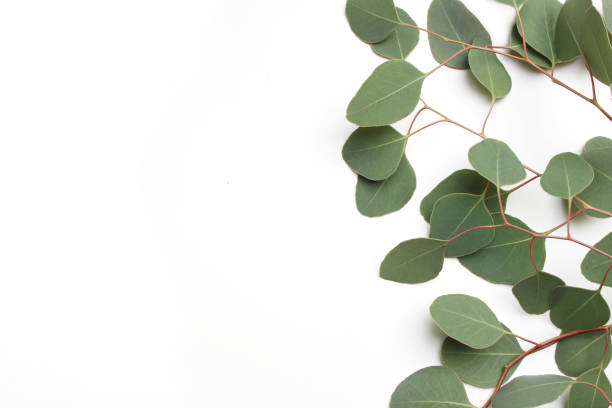 istock Frame, border made of green Silver dollar Eucalyptus cinerea leaves and branches on white background. Floral composition. Feminine styled stock flat lay image, top view. Copy space 891482470