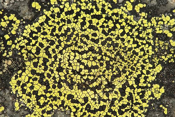 Rhizocarpon geographicum, Black and Yellow Lichen on rock stock photo