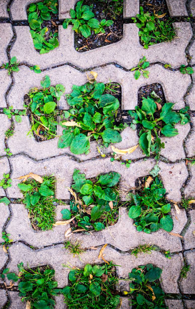 istock green grasses in  holes of paving blocks. background, pattern 891483016