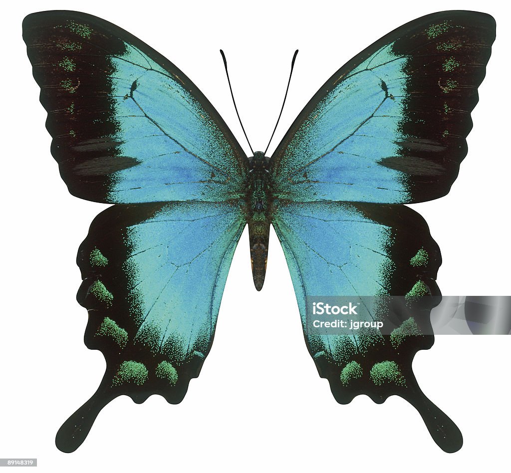 Mariposa cola de golondrina - Foto de stock de Azul libre de derechos