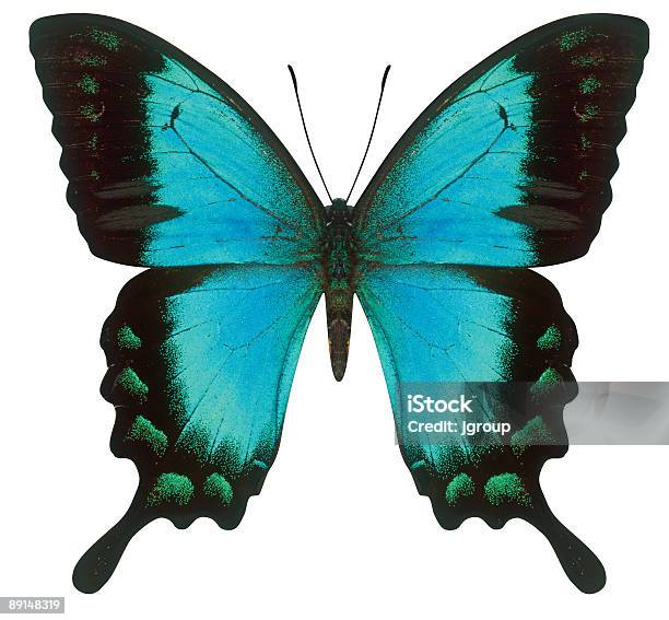Mariposa Cola De Golondrina Foto de stock y más banco de imágenes de Azul - Azul, Cambio, Color - Tipo de imagen