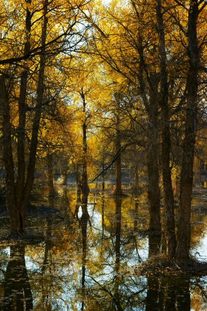 istock Populus diversifolia forest in autumn season 891483452