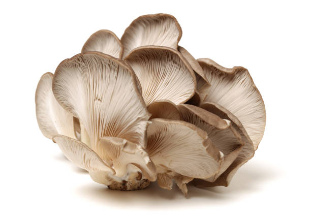 istock Hiratake，Oyster mushroom on a white background 891483676