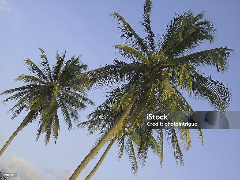 Árvores de Palma de Coco - Royalty-free Alto - Altura Humana Foto de stock