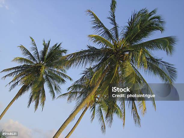 Árvores De Palma De Coco - Fotografias de stock e mais imagens de Alto - Altura Humana - Alto - Altura Humana, Alto - Descrição Física, Ao Ar Livre
