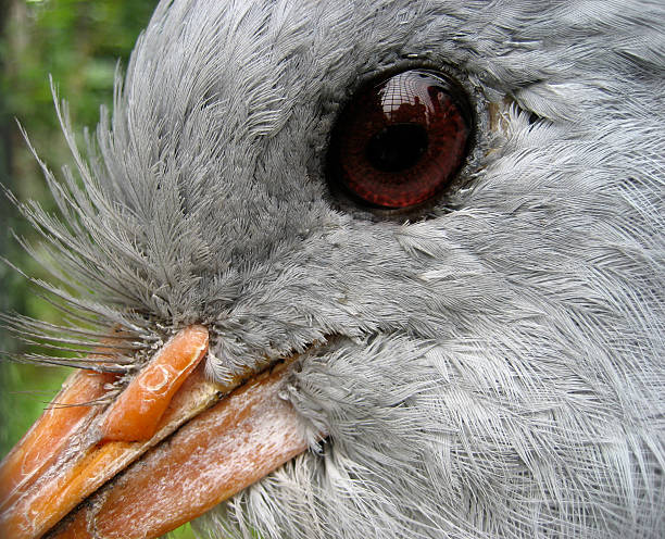 Kagu-Fotógrafo de pássaros olho - foto de acervo