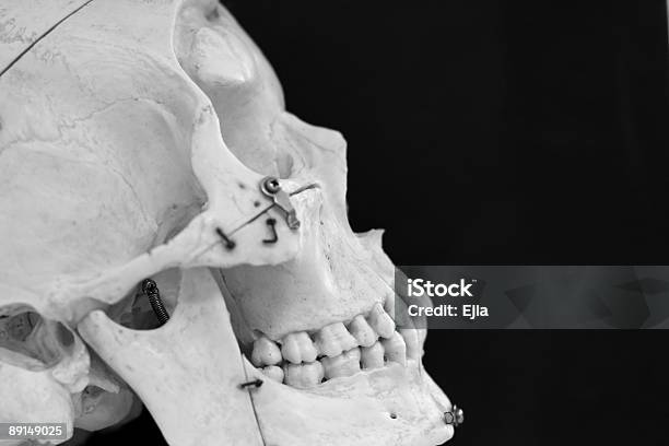 Foto de Crânio e mais fotos de stock de Crânio - Crânio, Isolado, Anatomia