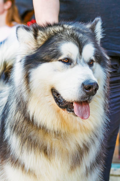 istock Alaskan Malamute at the dog show 891490868