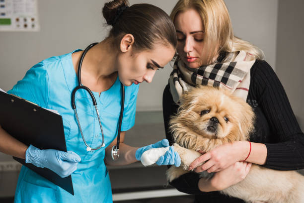 Girl with her dog and veterinarian at vet ambulant A veterinarian examines a injured paw of a dog. Girl with her dog and veterinarian at vet ambulant. ambulant patient stock pictures, royalty-free photos & images
