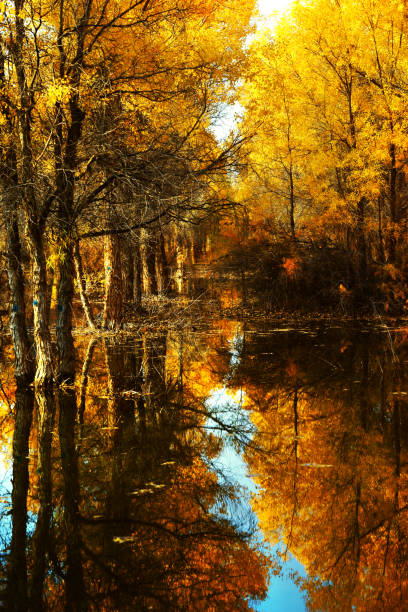 las populus diversifolia w sezonie jesiennym - gold yellow aspen tree autumn zdjęcia i obrazy z banku zdjęć