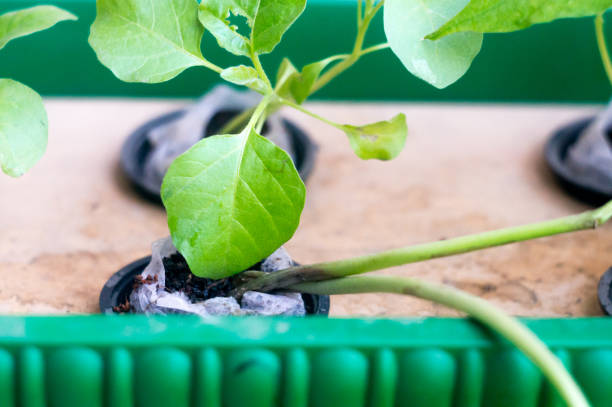istock Bean, Brinjal plants growing in hydroponic net pot 891492368