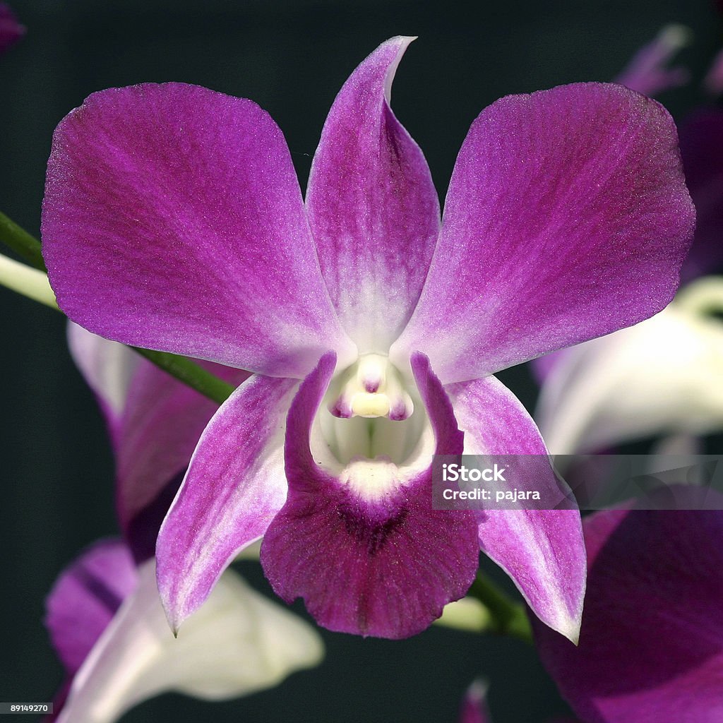 Pink Dendrobium-Orchideen - Lizenzfrei Asien Stock-Foto
