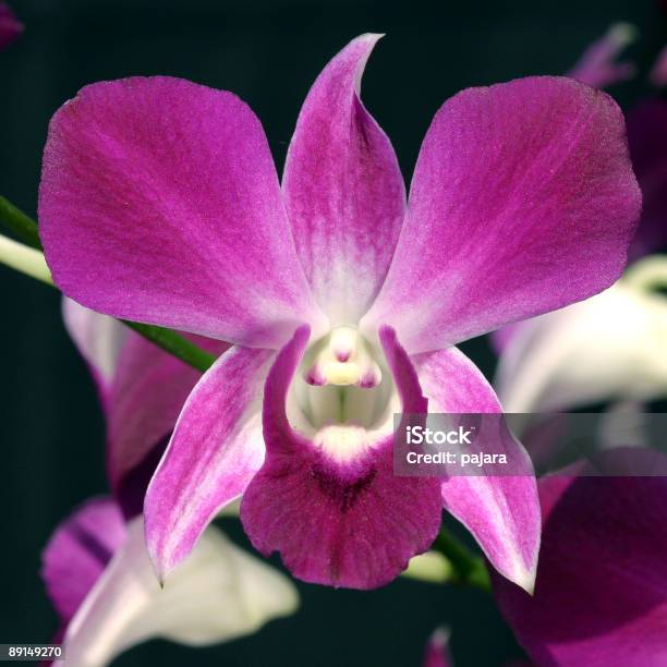 Pink Dendrobiumorchideen Stockfoto und mehr Bilder von Asien - Asien, Blume, Blumenbeet