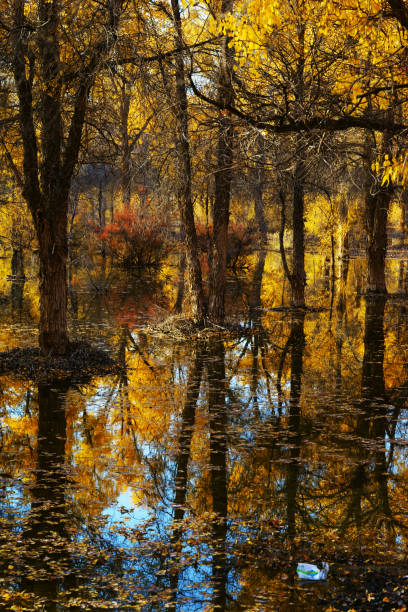 istock Populus diversifolia forest in autumn season 891497024