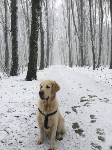 istock Golden retriever in de sneeuw 891498048