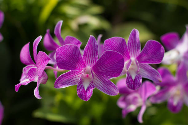 istock Purple orchids are blooming 891498358