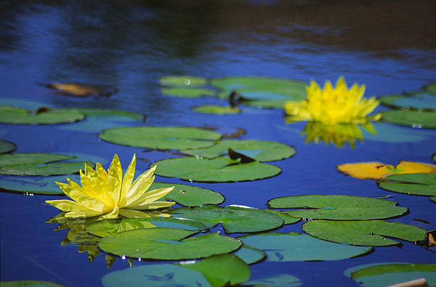 Water lilies in a pond at Balboa Park, San Diego stock photo