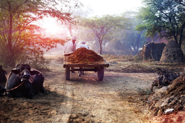 Rear view of the farmer riding ox cart in the morning. He is carrying organic compost in his cart.